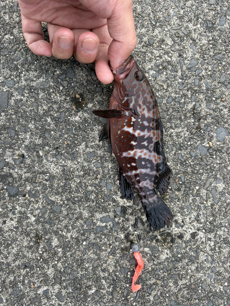 tsuricamp's tweet photo. これはムラソイですかね？根魚は食いついた後の潜ろうとする引きが楽しいですね✨ https://t.co/IhWWGVL9pq