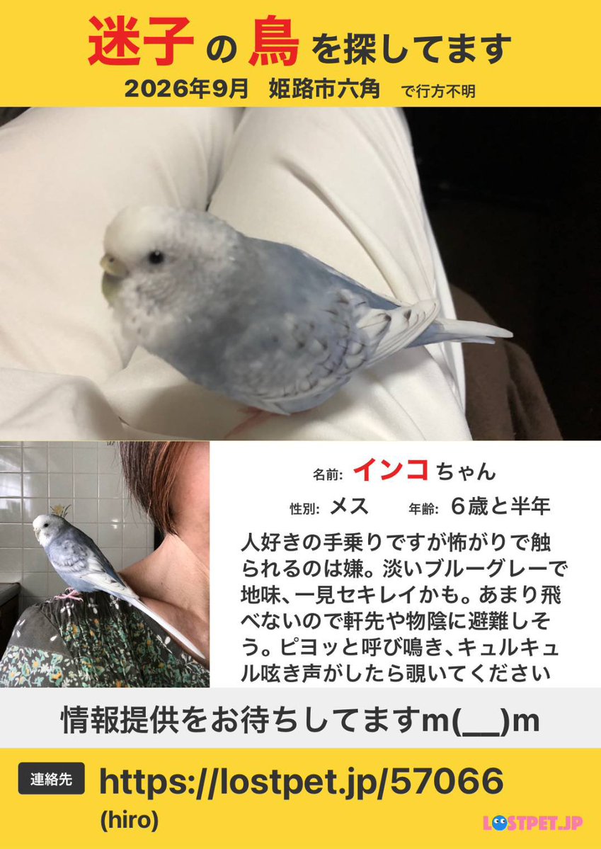 lost1nko's tweet photo. 【本日もまだ見つかっていません】今日も1日捜索しましたが、残念ながら発見に至りませんでした。小さな目撃情報でもDMお待ちしています。

#迷子インコ #迷子鳥 #迷子ペット #インコ迷子 #迷子 #インコ保護 #鳥保護 #拡散希望 #拡散希望RT #兵庫県 #姫路市 #六角 #セキセイインコ https://t.co/P3eQ1pbIc1