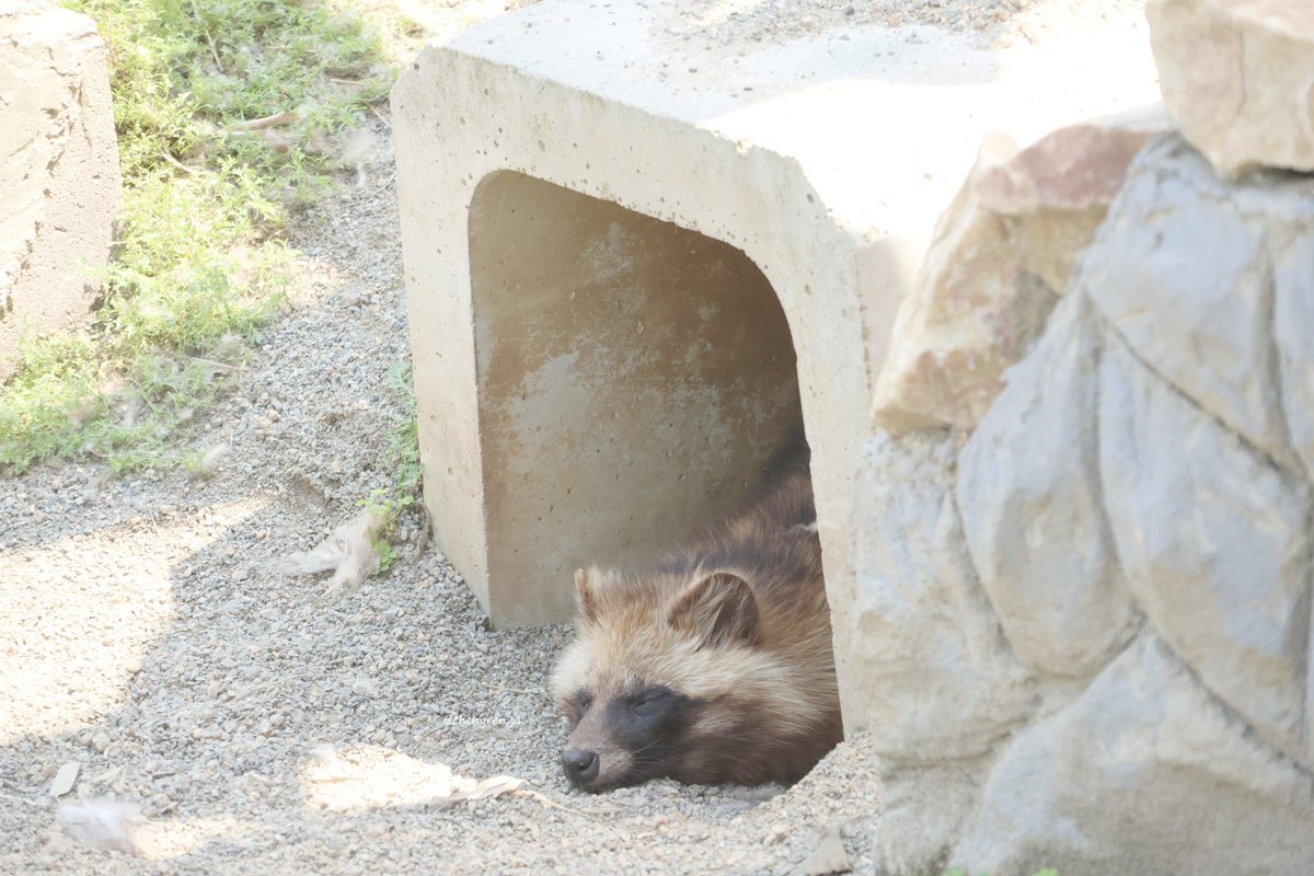 chengren21's tweet photo. タヌキinドカン #しろとり動物園 #ホンドタヌキ https://t.co/1zc9pOWL5v