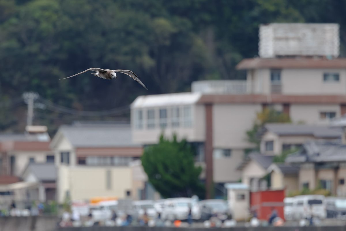 Itchi_ichi's tweet photo. 今回は淡島で野鳥観察(もちろん水族館も観覧しました)。
イソヒヨドリにウミネコ、そうして堕天使アオサギ。 https://t.co/P1rWX5iD2B