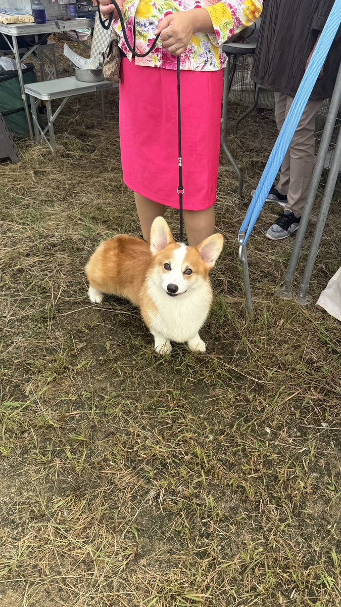 Ume__016's tweet photo. 今年のドッグショーかわいい子達もいっぱい居たし面白い子にも会えて楽しかった^^
パグがかわいすぎてお持ち帰りしたくなった😩 https://t.co/wSW0WW5vNF