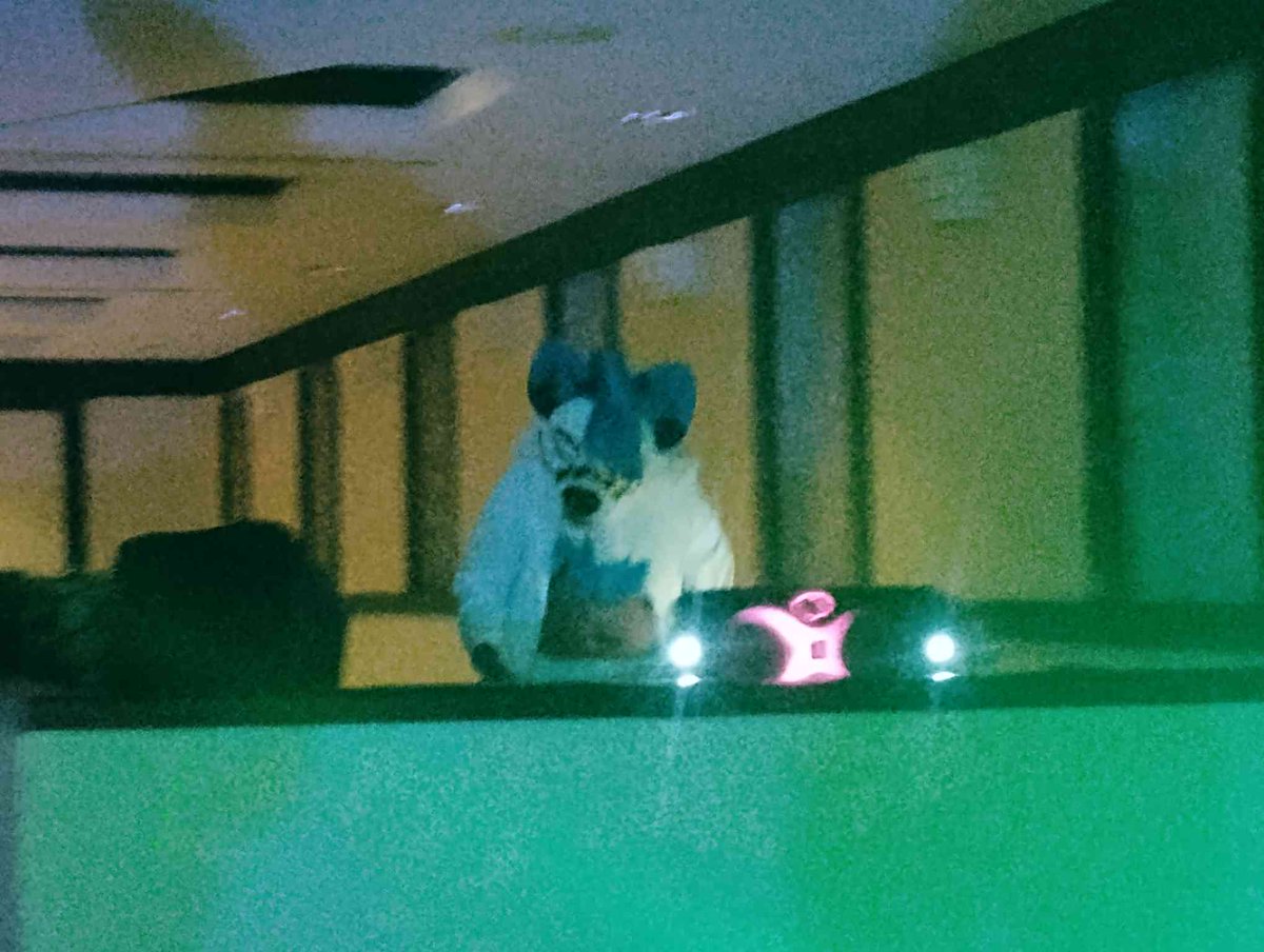 Knotty_CandyTSC's tweet photo. DJ for a con lmfao naw couldnt be-

IS THAT A DOG PLAYING MUSIC UP THERE?!

(#furry #fursuiter #furryfandom #furryconvention) https://t.co/5GrvC5V1FR