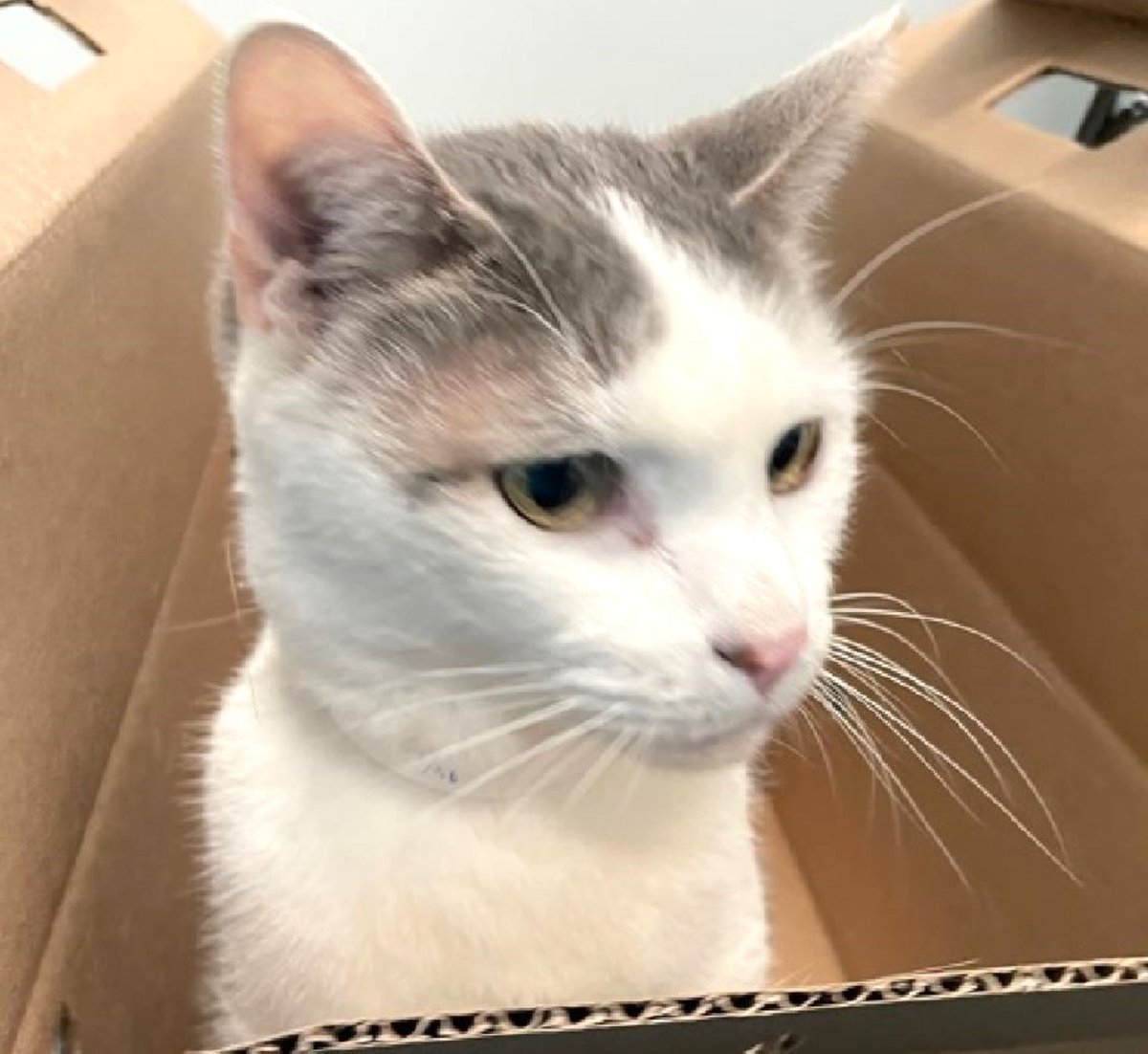 sachikoko's tweet photo. 🥳🎊SAFE! Sweet 13YO Senior White &amp; Gray Kitty "FERN" Has Been Adopted 9/26/2026!🎊🥳
▶️265609 https://t.co/1PddB24W23
💰No pledges will be collected.
🙏🏾Please consider moving your pledge to LUCA or DAPPER.
💗Thank You 4 Pledging &amp; Sharing💗
#Queens #NYC #Cat https://t.co/uIPnFcfUtH