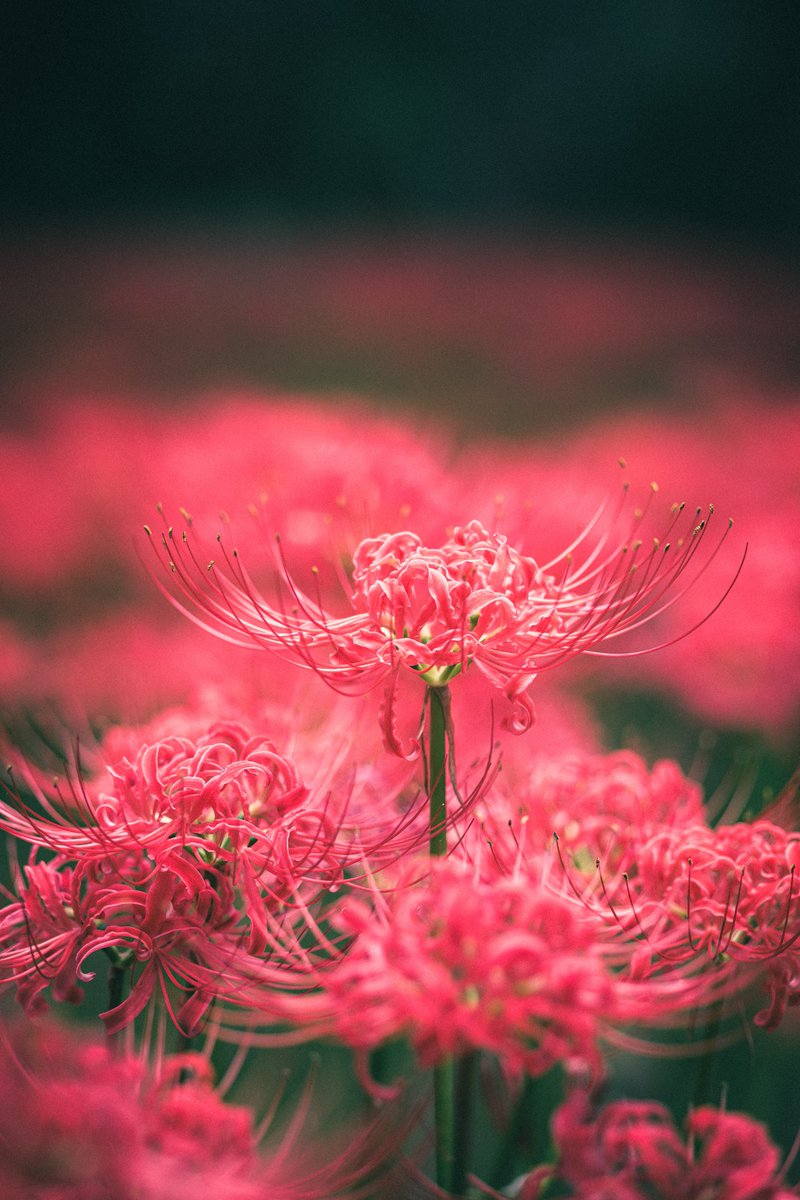 kelly__photo's tweet photo. Shot on FUJIFILM https://t.co/uowPG7yCqm