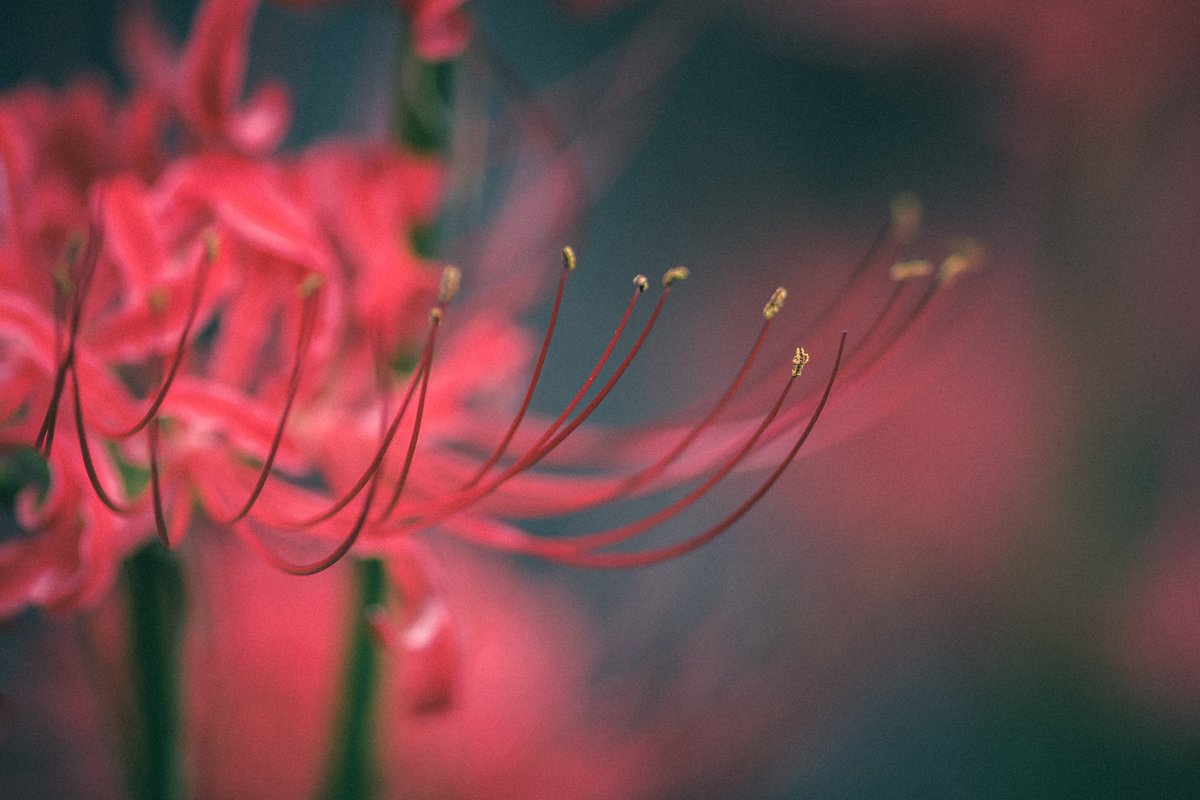 kelly__photo's tweet photo. Shot on FUJIFILM https://t.co/uowPG7yCqm