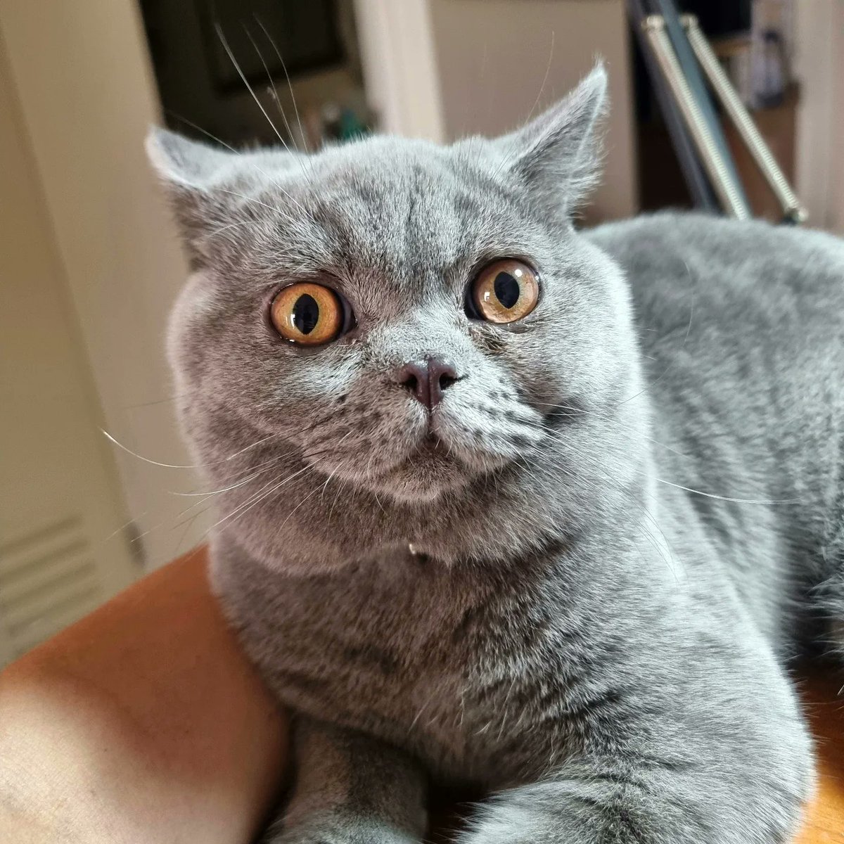 harperhernogmn's tweet photo. What? I’m already at four kilos? ” Our adopted child refuses to believe that they’re close to developing diabetes. https://t.co/PeVHrbFF3N