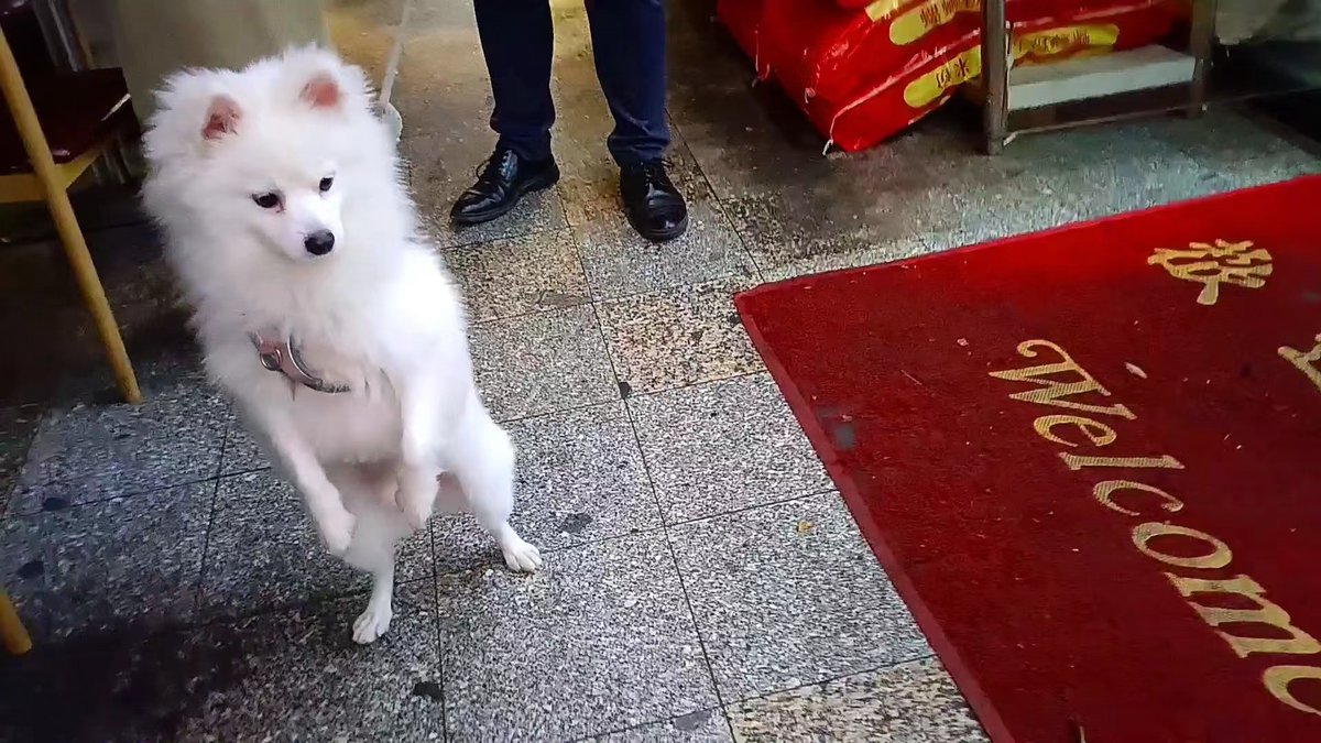 NidaGlotzbqyqm's tweet photo. Mi perro me espera cada día con cola agitada, hace que los momentos difíciles se vuelvan más ligeros ， https://t.co/Gj9y6tKoTN