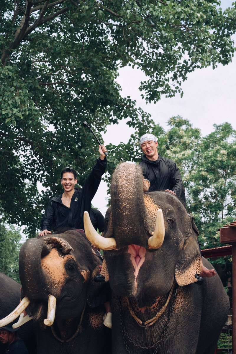 midnightnara_'s tweet photo. ช้างข้าช้างเจ้า 🐘🩵🩷 https://t.co/7yK1s6IKFI