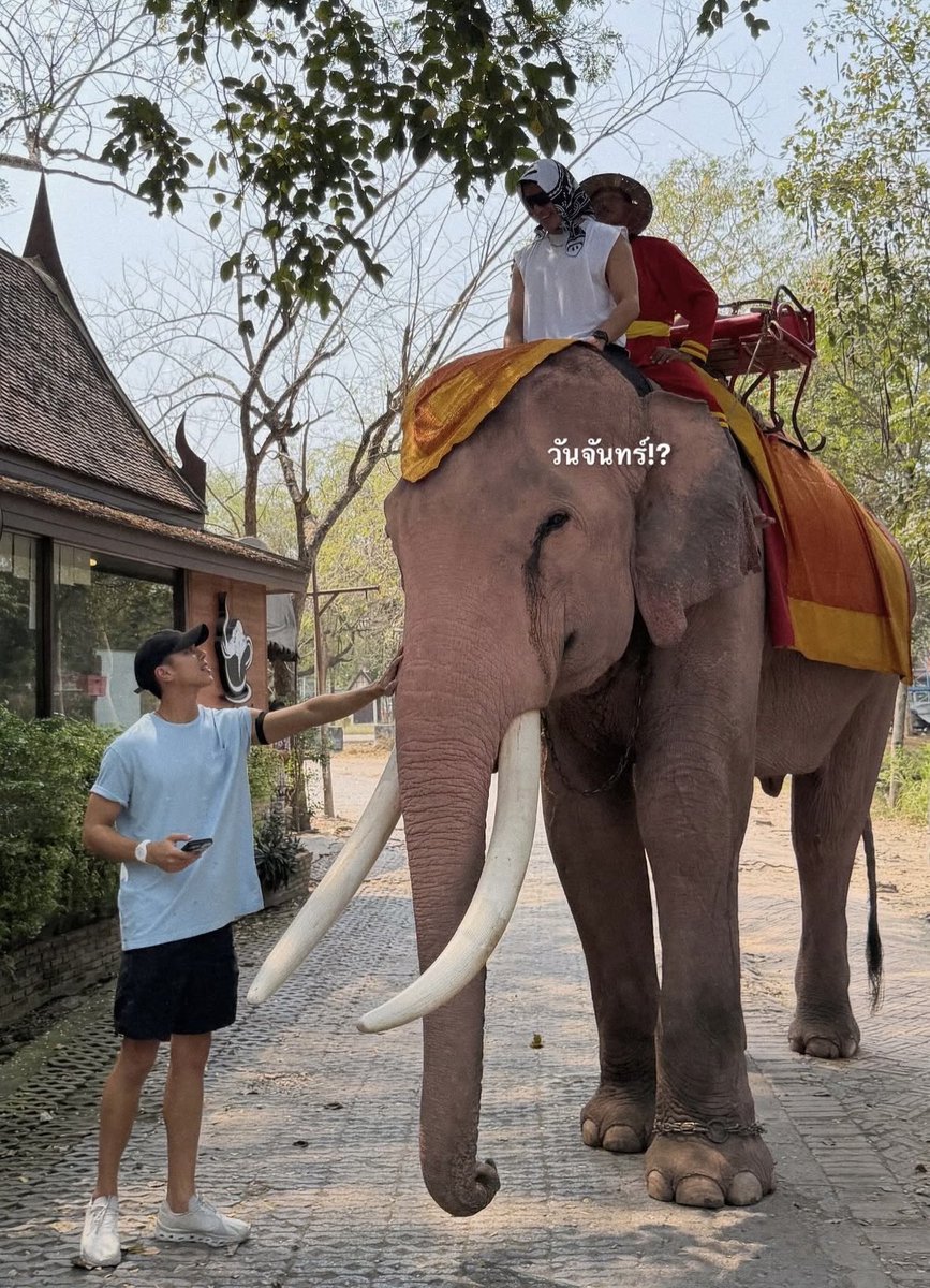 midnightnara_'s tweet photo. ช้างข้าช้างเจ้า 🐘🩵🩷 https://t.co/7yK1s6IKFI