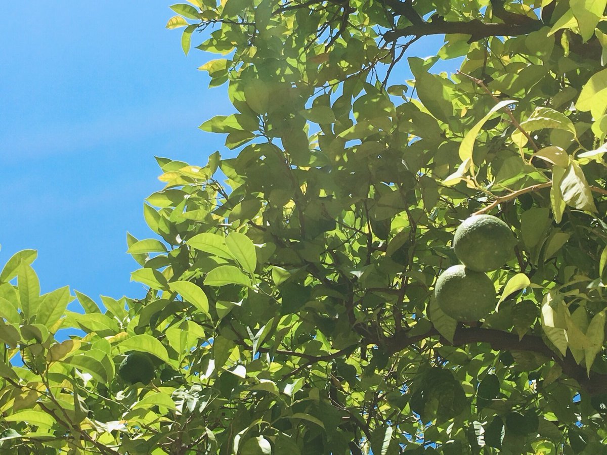 ElseMatarrtems's tweet photo. En un rincón pequeo de Sevilla, el olor de naranjas y el sonido de la guitarra me hicieron olvidar todo el estrés.  #ViajePorEspaa https://t.co/XcOsgih8kX