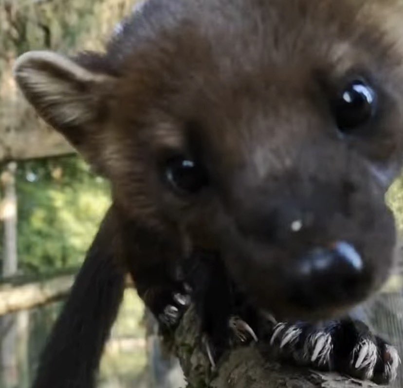 puppymarten's tweet photo. low-key inspects you https://t.co/Pt2CkuAPws