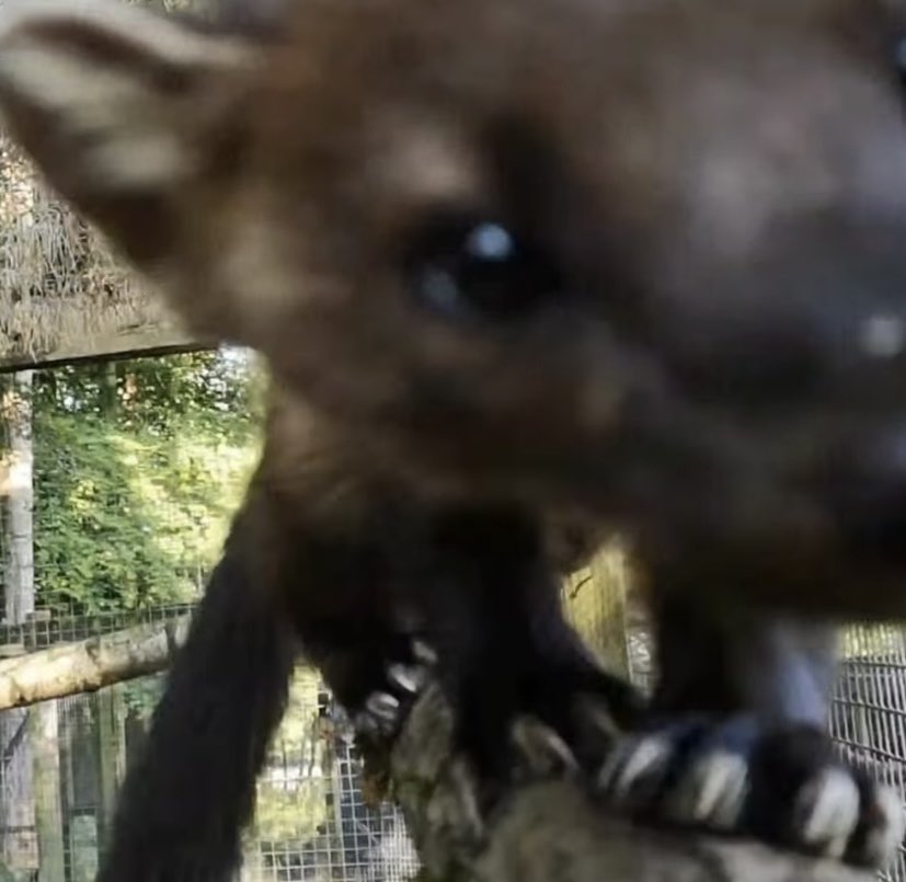 puppymarten's tweet photo. low-key inspects you https://t.co/Pt2CkuAPws