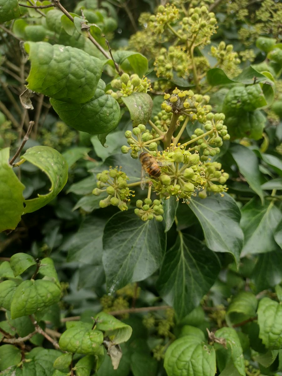GreenSefton_'s tweet photo. Many thanks to Phil Smith for today's Ivy Bee walk and talk at the Waterloo Seafront Gardens.  @seftoncouncil https://t.co/3UXuv72EAx