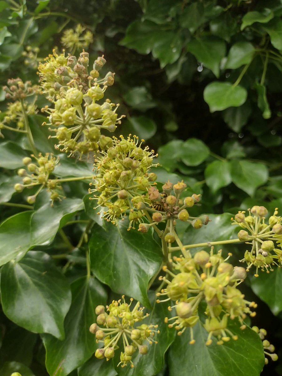 GreenSefton_'s tweet photo. Many thanks to Phil Smith for today's Ivy Bee walk and talk at the Waterloo Seafront Gardens.  @seftoncouncil https://t.co/3UXuv72EAx