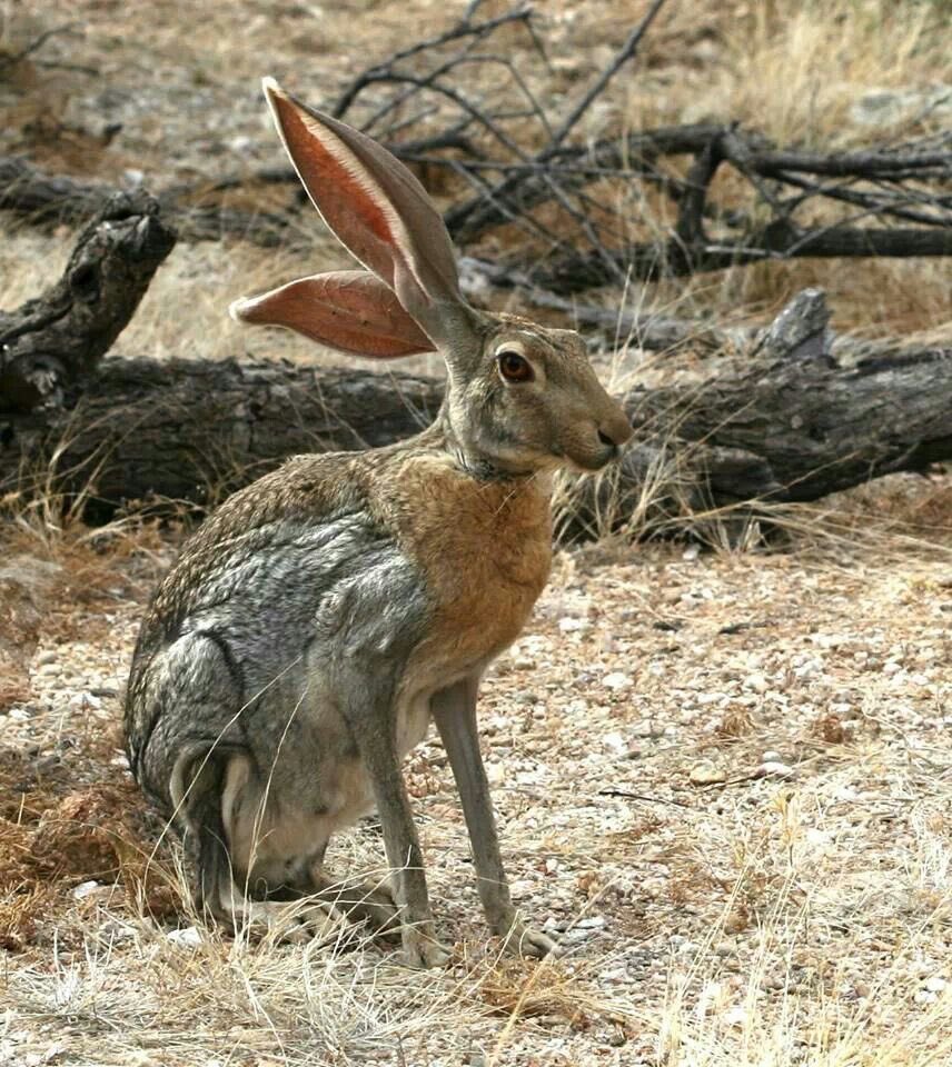 pxequin's tweet photo. GOOD MORNING!!!!! Today may not be recognized as National Bunny Rabbit anymore, but we all know that everyday is a Rabbit Day around here!!!!!! Hope ur day is amazing!!!!! 💝💝💝🐇🐇🐇 https://t.co/YtYr6S1lE7