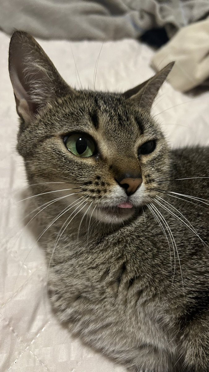 cupululinha's tweet photo. quando vc tenta ganhar a competicao do gato bobo mas sua oponente é a lenin pitanga https://t.co/IClCwCzYXe