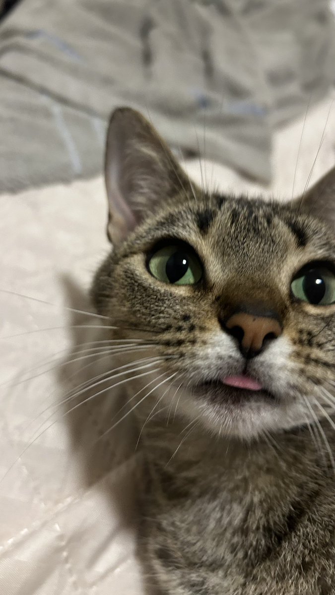 cupululinha's tweet photo. quando vc tenta ganhar a competicao do gato bobo mas sua oponente é a lenin pitanga https://t.co/IClCwCzYXe