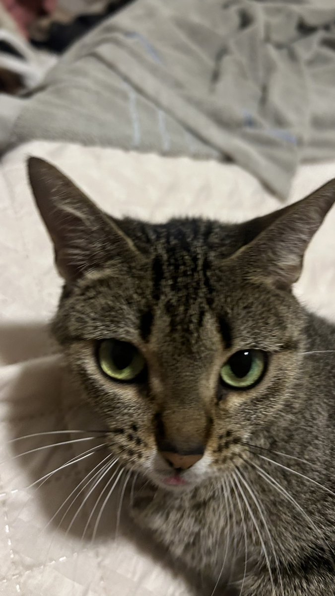cupululinha's tweet photo. quando vc tenta ganhar a competicao do gato bobo mas sua oponente é a lenin pitanga https://t.co/IClCwCzYXe