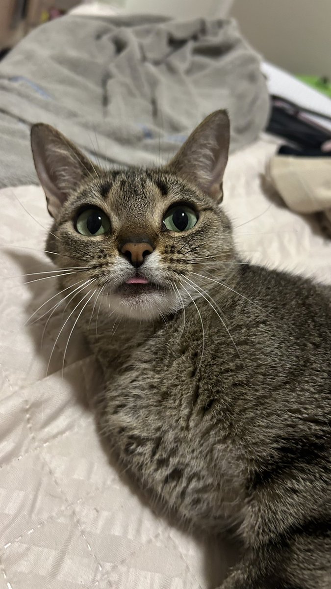 cupululinha's tweet photo. quando vc tenta ganhar a competicao do gato bobo mas sua oponente é a lenin pitanga https://t.co/IClCwCzYXe