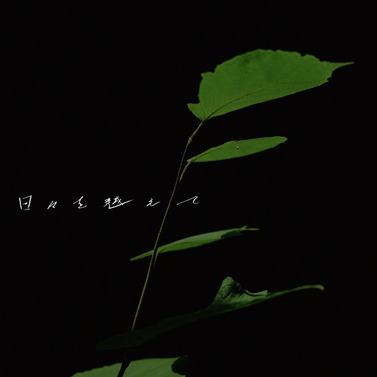 akuruyo_sheep's tweet photo. ˚· . ＼🎧配 信 開 始 !!🎧／ . ·˚

         私の信じたいものを
   あなたが信じてくれたから

◤￣￣￣￣￣￣￣￣
2026.09.28 Digital Release
明くる夜の羊 " 日々を越えて "
              ＿＿＿＿＿＿＿＿＿◢

TVアニメ「転生貴族、鑑定スキルで成り上がる」第３期ED主題歌
本日より放送開始！ぜひエンディングまで楽しんでください🔍✨

photo by @ryokawanophoto

🔗各配信サイトはこちら！
▶︎ https://t.co/MOvh7iylmT

💿CDは11.18(Wed)に発売開始！
▶︎ https://t.co/9OlRco5w5Z