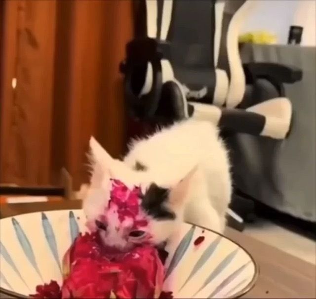 equine__dentist's tweet photo. absolutely obsessed with animals that ate red fruit and look like they’re covered in blood and gote https://t.co/Suts0fGruj