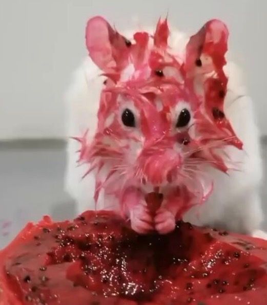 equine__dentist's tweet photo. absolutely obsessed with animals that ate red fruit and look like they’re covered in blood and gote https://t.co/Suts0fGruj