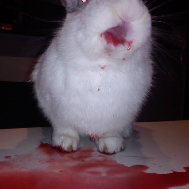 equine__dentist's tweet photo. absolutely obsessed with animals that ate red fruit and look like they’re covered in blood and gote https://t.co/Suts0fGruj