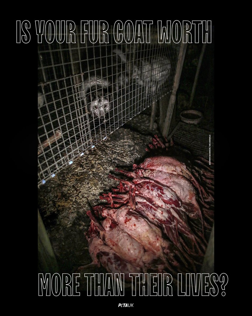PETAUK's tweet photo. Foxes are playful, curious, intelligent, and deserve to live full and happy lives - which is impossible when living and dying on fur farms.

It's time fur was banned from all fashion shows. https://t.co/OsWwI1olUo