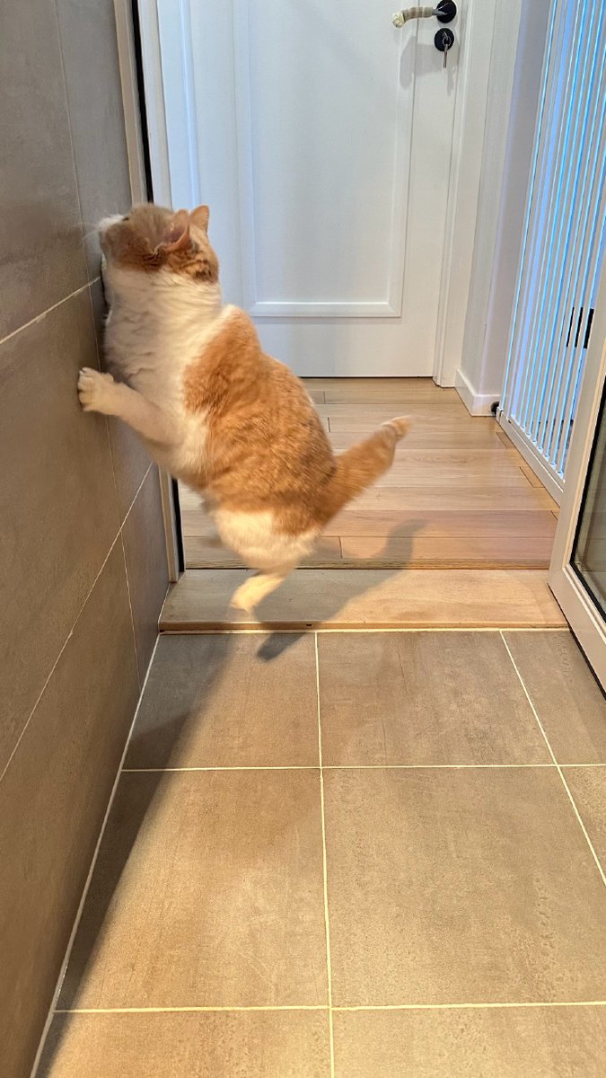 RebecaRive6lml's tweet photo. Mis días son más cálidos con mi gatito que siempre me espera al llegar a casa ， https://t.co/h8rfWF89PA