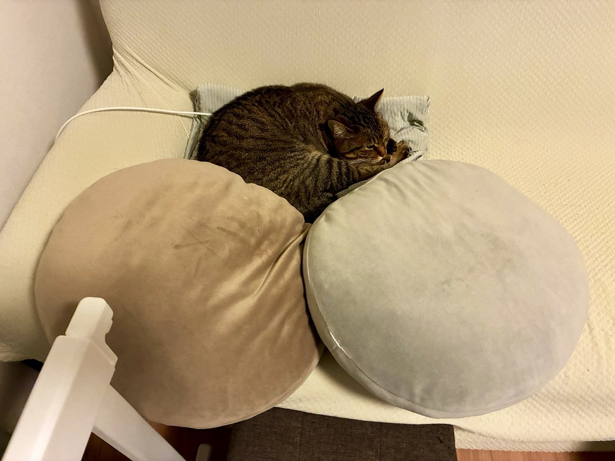 utsui_'s tweet photo. クッションねこ https://t.co/nzpaVttjkm