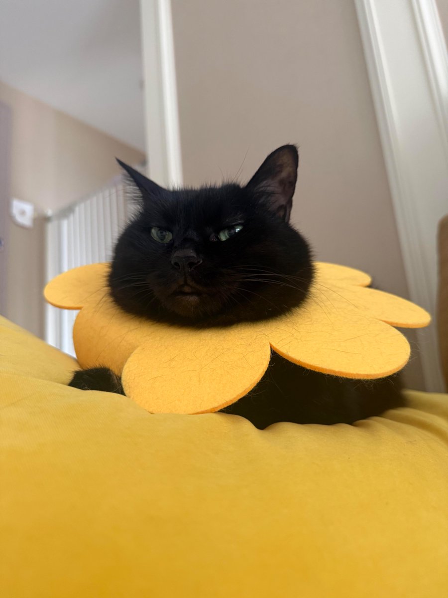 nocontextscats's tweet photo. 🌻 https://t.co/gcEzwqLl0z