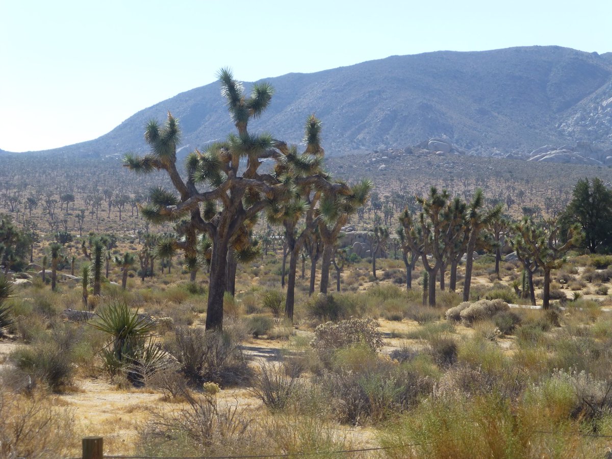 TravelMark1942's tweet photo. Why Joshua Tree? Early settlers thought its branches looked like Joshua reaching to the sky. Today, it's one of California’s most magical places. ✨ #TravelMark #JoshuaTree #TravelMemories https://t.co/WLOhgur1wc