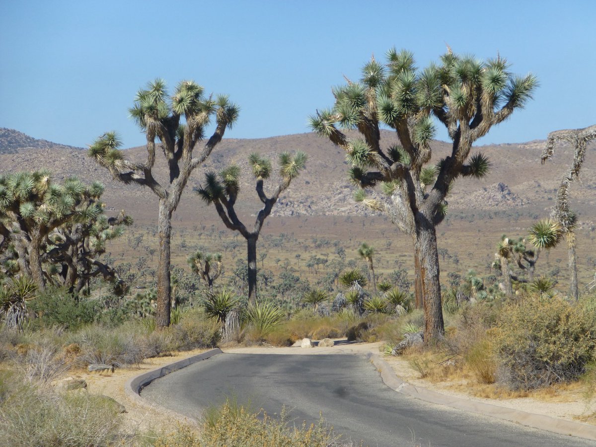 TravelMark1942's tweet photo. Why Joshua Tree? Early settlers thought its branches looked like Joshua reaching to the sky. Today, it's one of California’s most magical places. ✨ #TravelMark #JoshuaTree #TravelMemories https://t.co/WLOhgur1wc