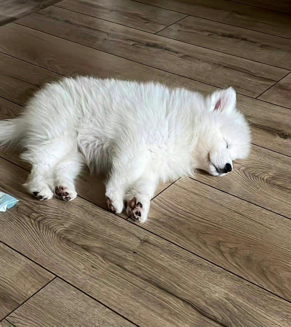 FranklinFlis's tweet photo. Mi pequeo cachorro Max ya alcanzó la mitad de mi altura en solo 6 meses  El crecimiento de las mascotas es la mejor sorpresa diaria! https://t.co/ueX1BSfSPs