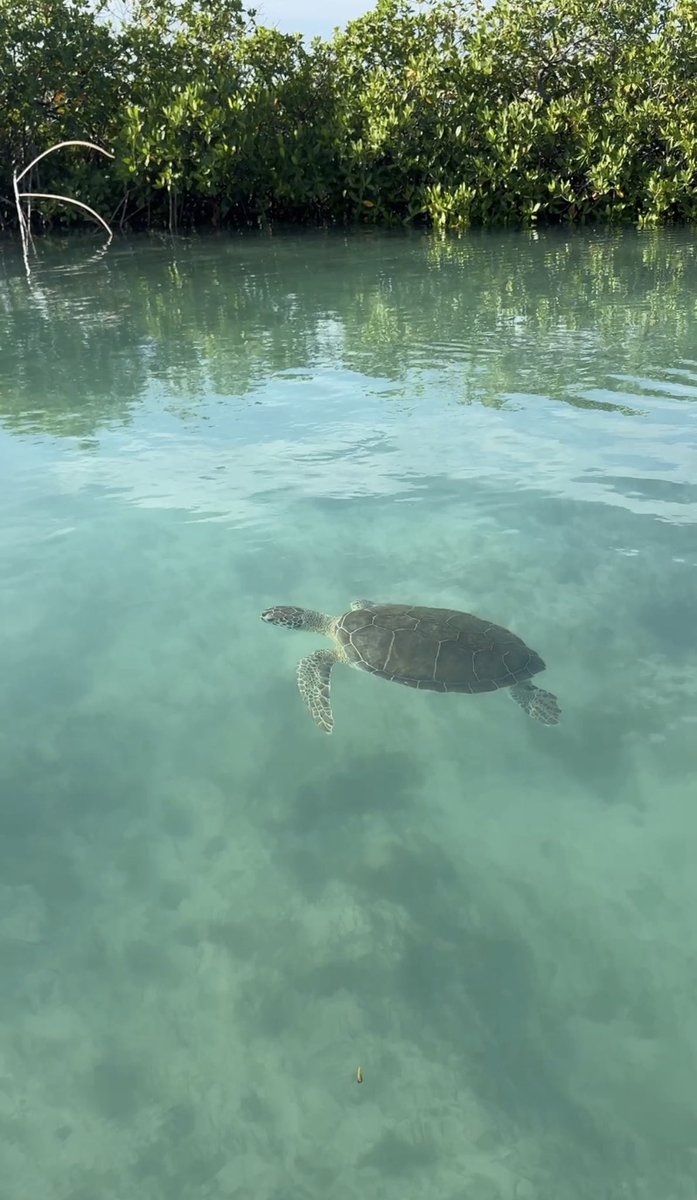 WillTimberlake_'s tweet photo. Perfect Saturday: 

Paddle boarding with Turtles 
Some Work 
Gym 
Buy Steaks 
Chill + light work 
Cook steaks 
Eat steaks 
Bed 

What a life man https://t.co/pRTIjNtt0n