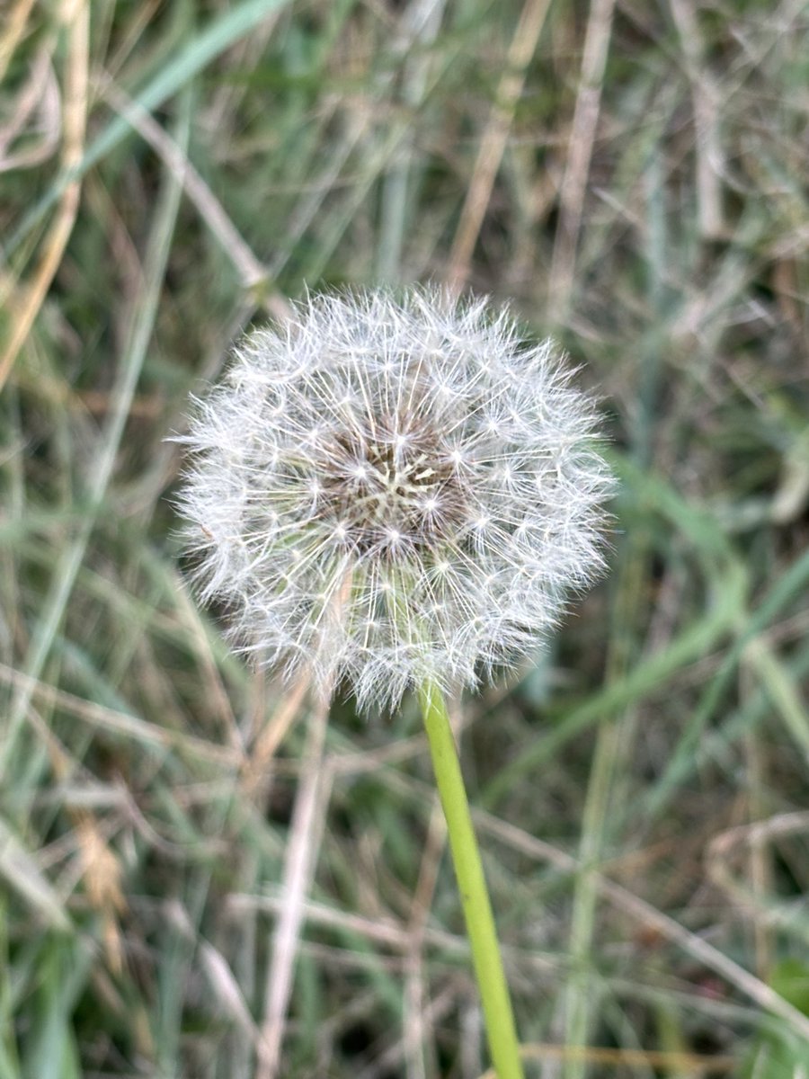 moon33_blue's tweet photo. Qué el amor florezca por doquier.

Es domingo, gente linda.✨

Hashtag #️⃣ Bitcoin. 🤍
Hashtag #️⃣ GoodMorning. 💚

🙋🏻‍♀️ . 📸 https://t.co/uqdxqpsEEm