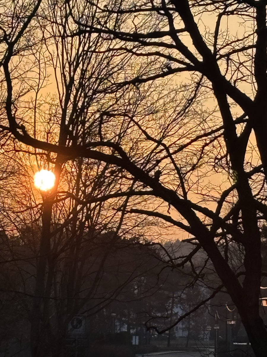 TravelMark1942's tweet photo. @Grampa1950 Sunlight seen between the trees. It was in wintertime. https://t.co/F17r05XeSW