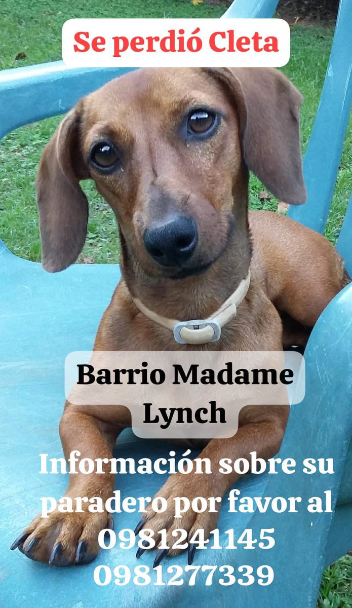 MarcoHuellasPy's tweet photo. Se busca !!! Ayuda con RP 🙏🐾 https://t.co/iJOZWwlnLw