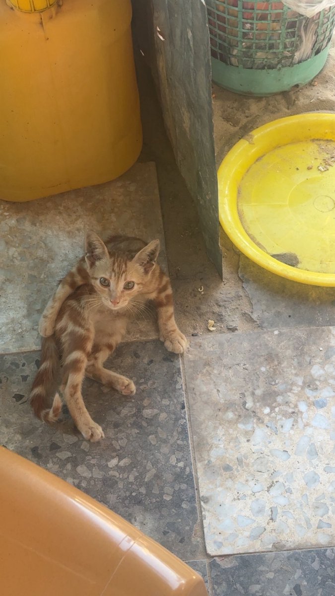 Mo7mmd30's tweet photo. My cats and i are still alive in Gaza.🇵🇸

If you see this photo, please don't scroll past in silence.

Write anything - even a single dot means so much to us and reminds us that we are not alone.🥹💔🙏 https://t.co/SPlNNEF1wx