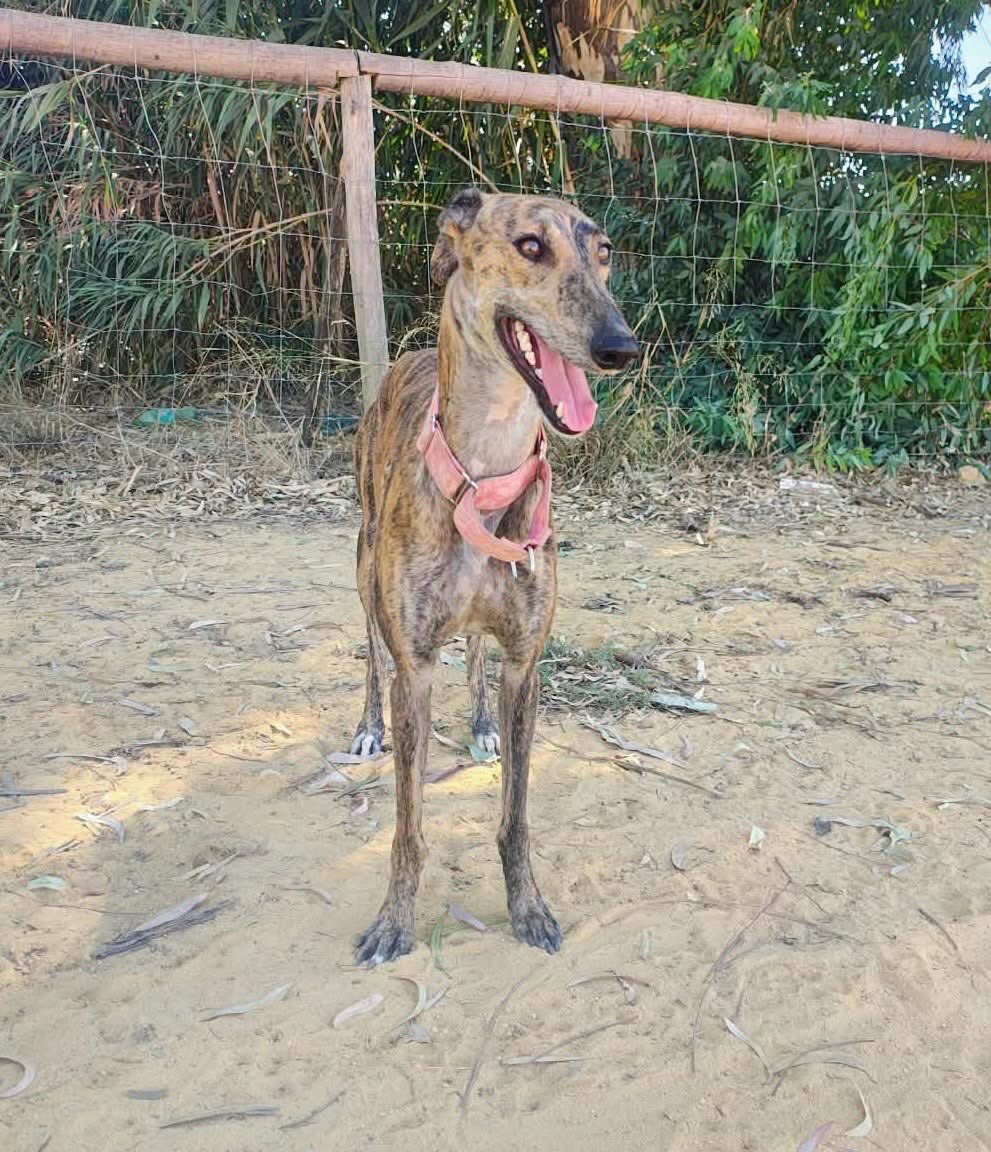 Almalibregalgos's tweet photo. Flamenco è una dolce e timida galghetta che vorrebbe una famiglia tutta sua❤️
https://t.co/XlV9j1bax6 https://t.co/vb9iqCG7KV