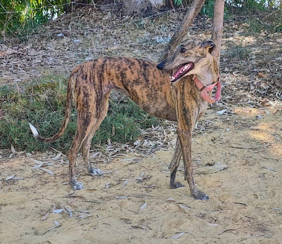 Almalibregalgos's tweet photo. Flamenco è una dolce e timida galghetta che vorrebbe una famiglia tutta sua❤️
https://t.co/XlV9j1bax6 https://t.co/vb9iqCG7KV