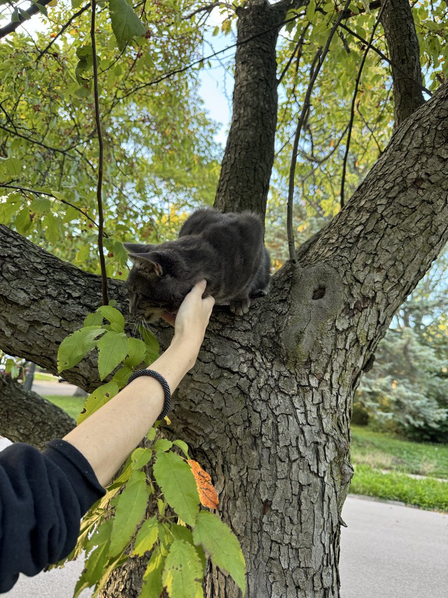 MidwstGnar's tweet photo. we found a cat in a tree …. @misaaee_e https://t.co/Ex0jZw35hP
