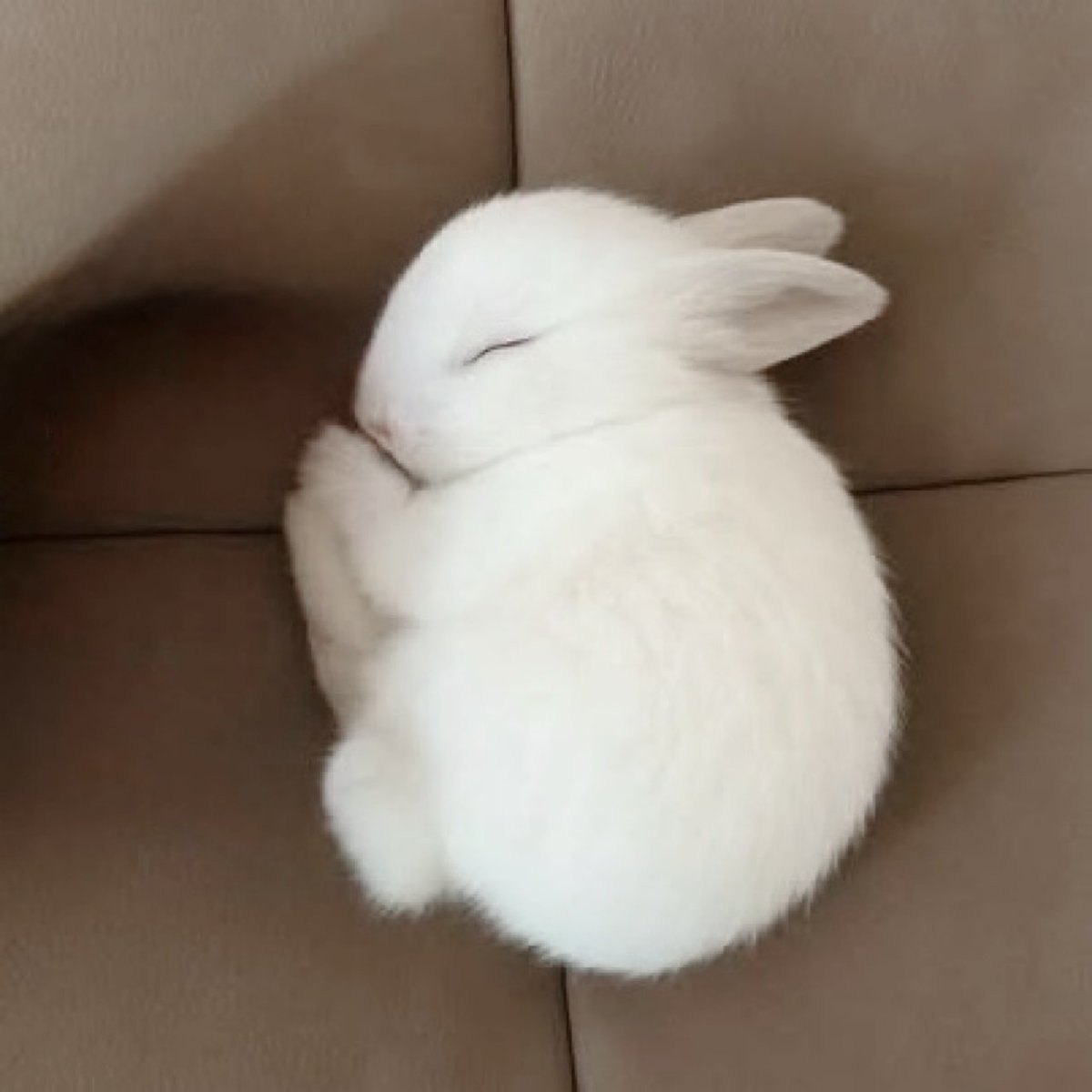 myboo_hani's tweet photo. ✋🏻🫳🏻🫲🏻
👉🏻🐰🤏🏻
🫱🏻🫴🏻👋🏻 https://t.co/1Yoj1acPEq