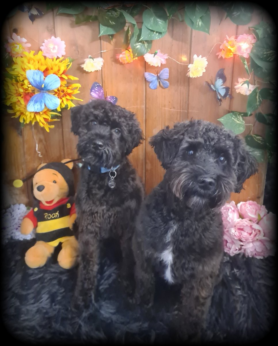 AgathaBaurvm0r's tweet photo. Frodo &amp; Bandit https://t.co/CTr4GXshHL