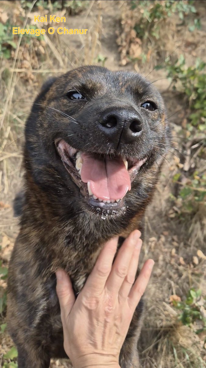 ChanurAkita's tweet photo. Une otarie? 🤣 non! Une Kai ken! C est Kiriko 😁🐺
A sea lion? 🤣 No! A Kai Ken! It's Kiriko 😁🐺
#甲斐犬 #kai #kaiken #elevageKaiken #kaidog #elevagecanin https://t.co/DXkVWE6YK7