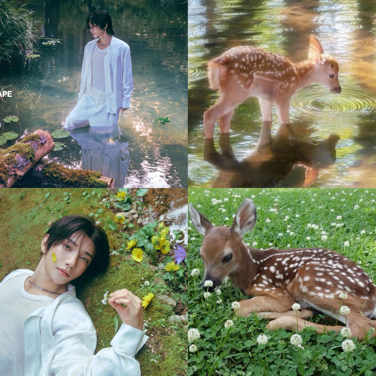 shujithinker's tweet photo. 🦌 #이거조슈아 https://t.co/uILuX5pCkQ