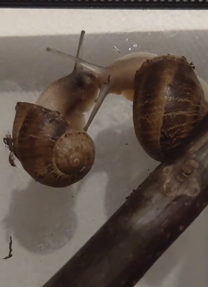 fruitpibble's tweet photo. us if we were little snails https://t.co/UXlRUGCPdF