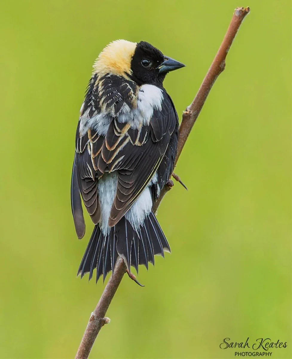 Bird Talk 🛜🦅🪺🦉🐦🦜🪿🦢🦆🦃 on X: 