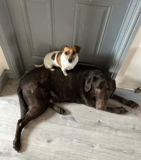 AdoptionsUk's tweet photo. Please retweet to help Toby and Derek find a home together, #NOTTINGHAMSHIRE  #UK 
Bonded pair, available for adoption. Registered British Charity ✅ ✅ ✅
Details or apply below👇
https://t.co/7AAHUFgpRa
We’re a very special bonded pair looking for a loving forever home together. As you can see, Derek and I make a great team. In fact, one of Derek’s favourite places to sit is right on my back. I don’t mind one bit, I make a pretty comfy chair if I do say so myself! 💚

I’m a friendly, affectionate Labrador who loves being around people and soaking up all the fuss and cuddles I can get. Derek is 5 years old and he’s my best friend; we’re hoping to find a family who’ll welcome us both with open arms. If that family happens to have snacks handy too, well, we certainly wouldn’t complain! 🦴😋

Our ideal home would be with children aged 14 and over. I’m a lovely boy, but I can get a little enthusiastic and bouncy when I’m excited, and sometimes I forget just how big I am! We enjoy meeting other dogs out on our walks, but we’d prefer to be the only dogs in the home so we can continue being each other’s favourite companion.

We could happily live with dog-savvy cats who have experience living alongside dogs. We’d also love a secure garden where we can potter about, stretch our legs, and enjoy a spot of sunbathing whenever the British weather allows it! ☀️

Once we’ve settled into our new home, we could be left for a couple of hours at a time. Having each other around means we’re never short of company.

If you’re looking for two loyal, loving companions who will fill your home with fun, friendship, and plenty of cuddles, then we could be the perfect pair for you.

💚 To apply for us, please complete an application below or contact the Nottinghamshire team for more information at notts@jerrygreendogs.org.uk

Hope to meet you soon! Lots of licks, Toby and Derek 🐾

Please share wherever you are to help Toby and Derek stay together 😀

Jerry Green Rescue, on Twitter @JerryGreenDogs 

#dogs #Labrador #JRT #England #TobyandDerek @KatieAmess @PatrickChristys @EamonnHolmes @GMB @liamgallagher @rickygervais @JaneFallon @ConservativeAWF @UKLabour @reformparty_uk @RoyalFamily @RobbieRinder @clarebalding @missgemcollins 

Toby and Derek, looking for a home together, 27 Sept, 2026.