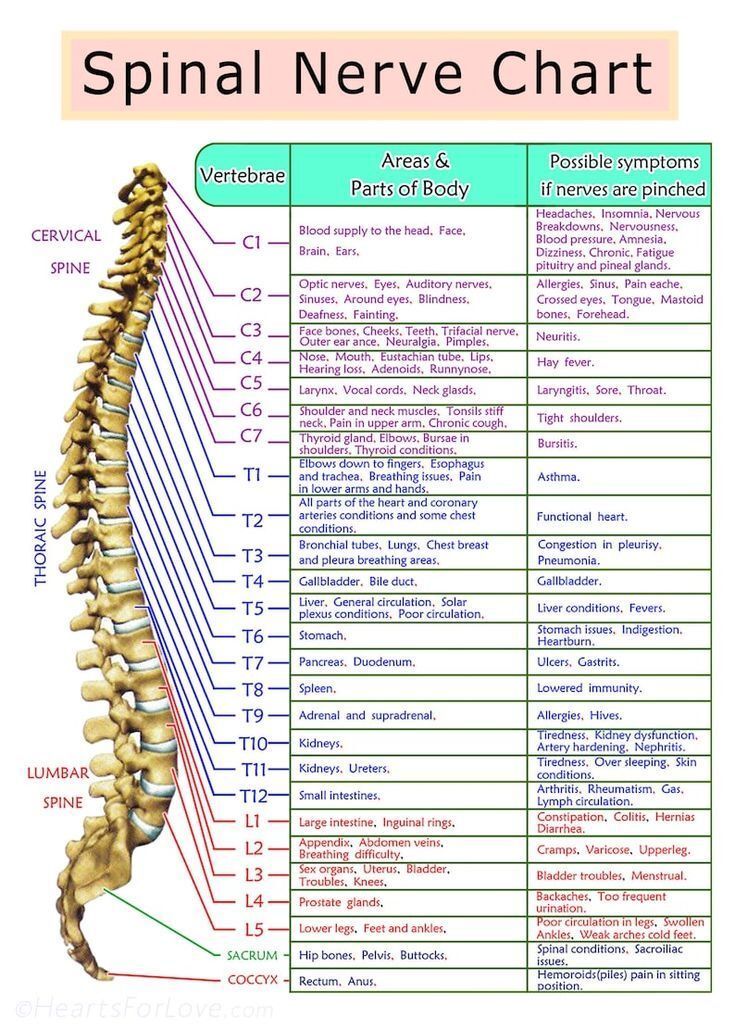 VitalViz's tweet photo. Spinal Nerve Chart . https://t.co/85dRffIGlq